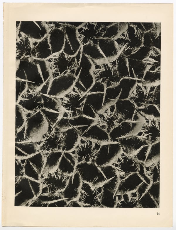 Karl Blossfeldt, Plate 34, 1928