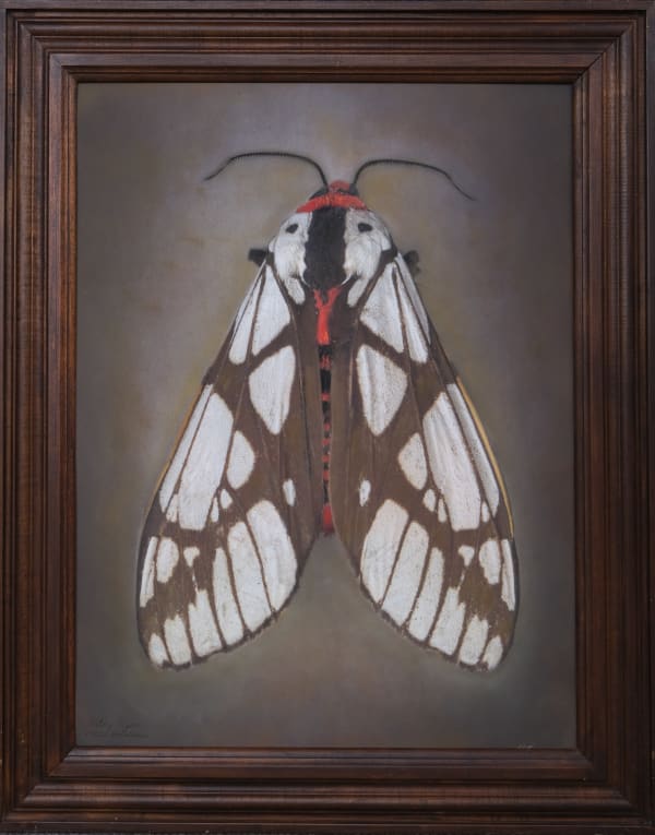 Kate Breakey, Milky tiger Areas galactina, n.d.