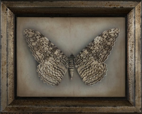 Kate Breakey White Witch Moth, n.d.