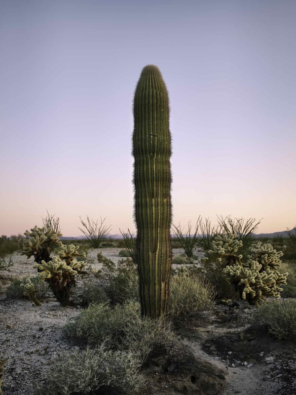 Mark Klett, Saguaro young and healthy in first light, 2021