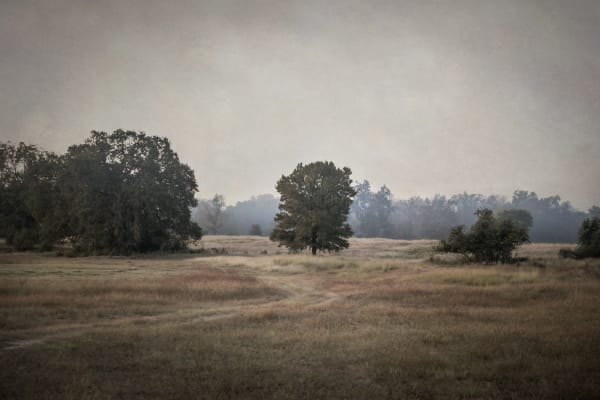 Kate Breakey, Trees in Mist, PlumCreek, Texas, n.d.