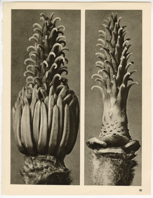 Karl Blossfeldt, Plate 18, 1932
