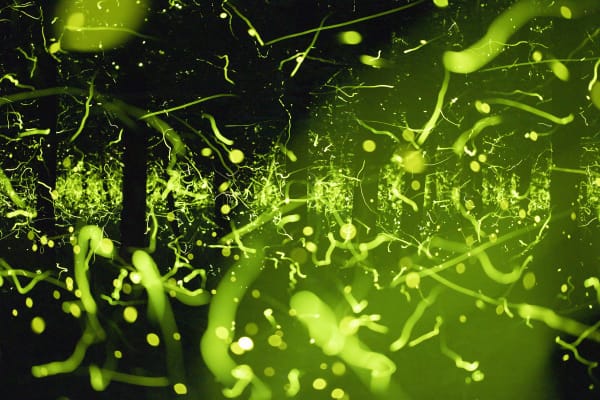 Samuel James, Photuris versicolor complex, Appalachian Ohio, 2023