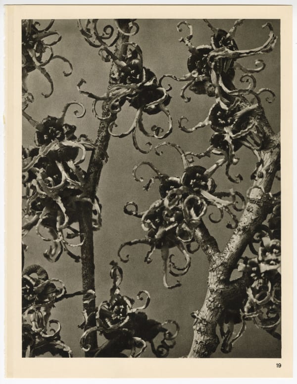 Karl Blossfeldt, Plate 19, 1932
