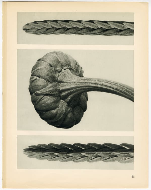 Karl Blossfeldt, Plate 28, 1932