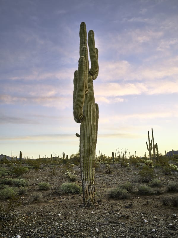 Mark Klett, Saguaro 5 arms merged with one small arm and top behind, 2023