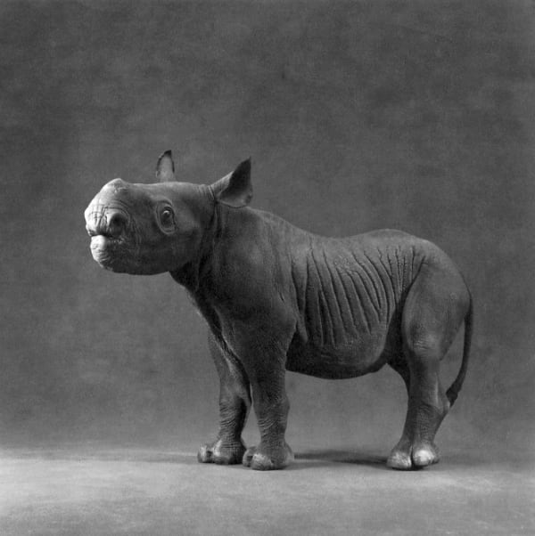 Michael O'Neill, Black Rhinoceros, "Kwanza", 1991