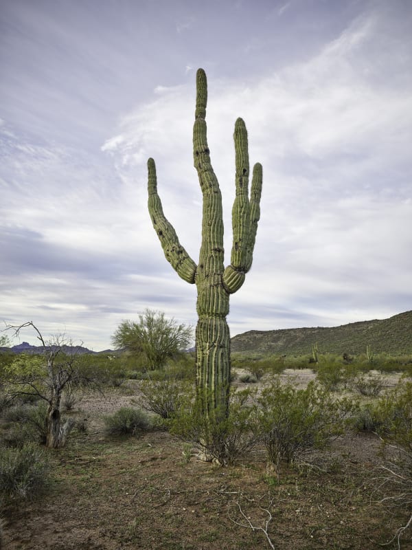 Mark Klett, Saguaro 3 wobbly arms Ajo, 2024