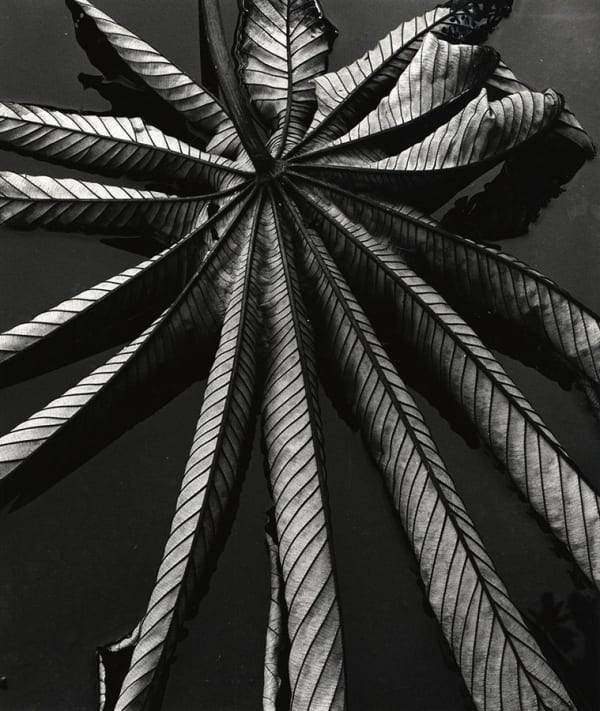 Brett Weston, Leaf on Asphalt, 1978