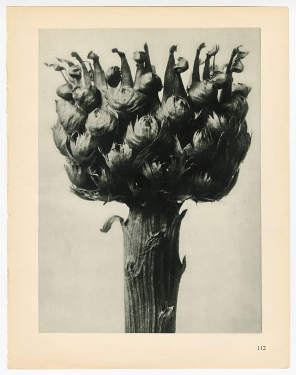 Karl Blossfeldt, Plate 112, 1928