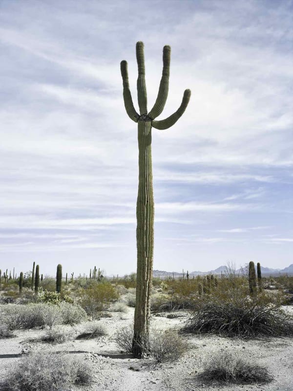 Mark Klett, Saguaro 4 arms on top like hydra , 2018
