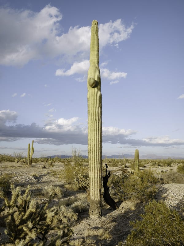 Mark Klett, Saguaro small arm in face area, 2020