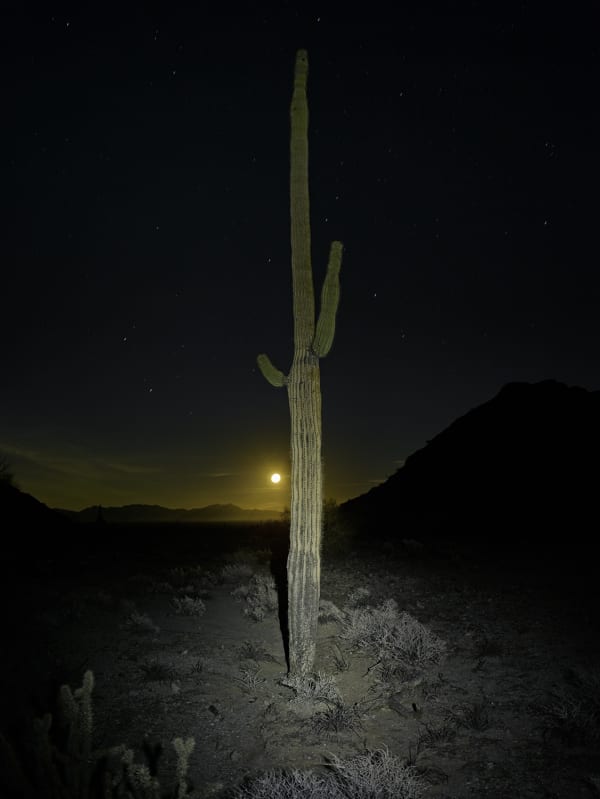 Mark Klett, Saguaro lit by headlamp with moon, 2020
