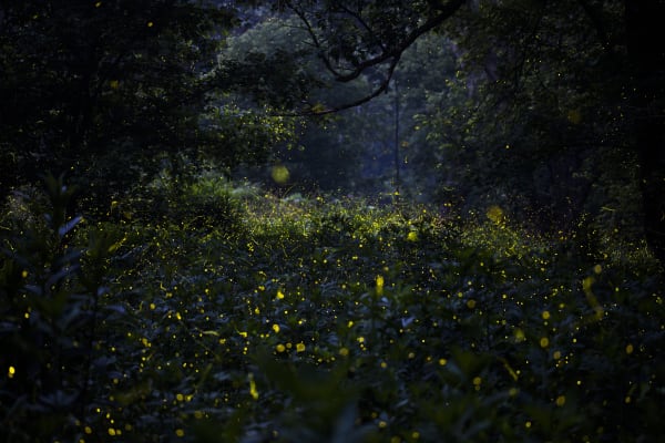 Samuel James, Photuris versicolor complex, approaching dawn, Appalachian Ohio, 2023