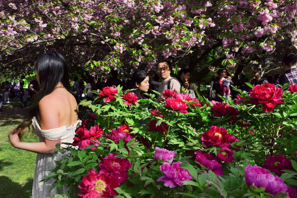 Rebecca Norris Webb, Our Garden, Brooklyn Botanic Garden, 2016