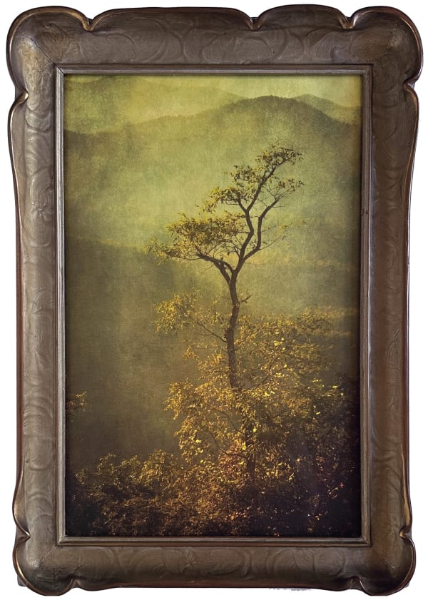 Wendi Schneider, Locust, 2016