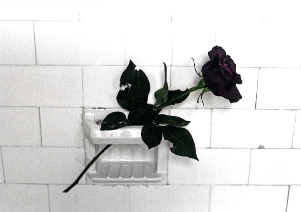 A rose is a rose is a rose N.Y. 1981., (June, 2022)