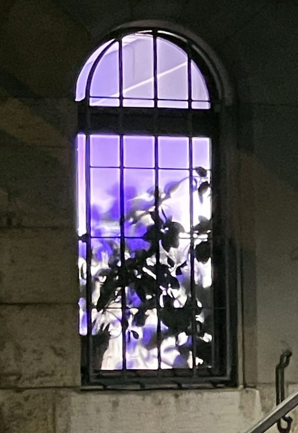 Purple Haze, December, 2023