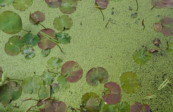 Green dots, Verbania, 2025, June, 2025