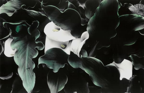 Exuberant callas, Tenerife, 1986, (October 2022)