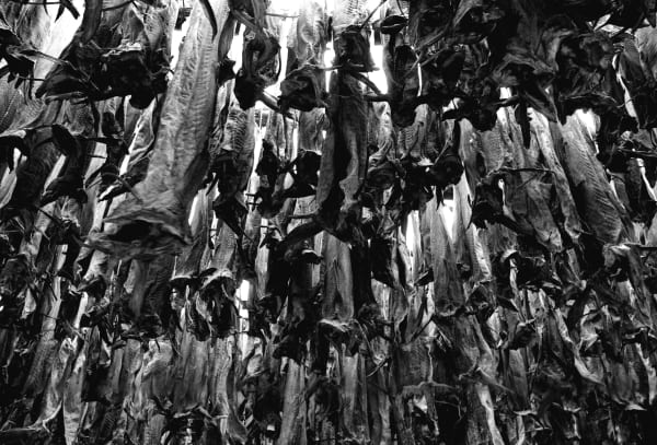 Cod Fish Mummies. Iceland, 1981