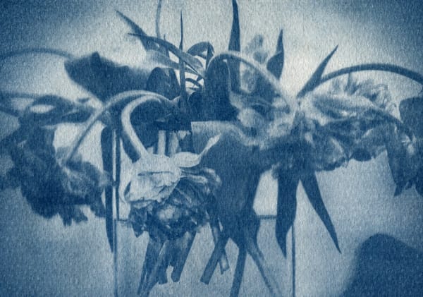 Sad Tulips. (Cyanotype). Winterthur, 2015