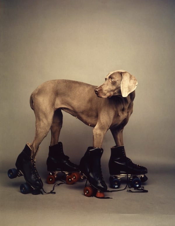 William Wegman - Mondo Bizarro, 2015, 2022