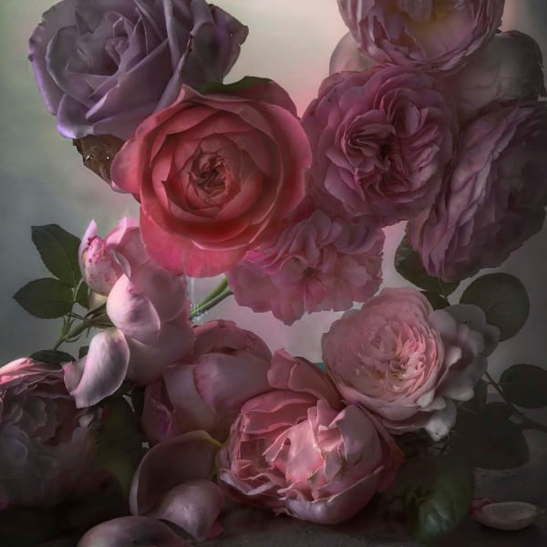 Nick Knight - Cecopia Scheberiana (1997), 1999