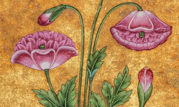 Poppy on a gold ground Deccan, probably Golkonda, c. 1700 Folio 25.6 x 18 cm; painting 18 x 10.1 cm Opaque pigments and gold on paper