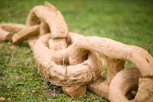 Frederico Filippi | Cobra Grande