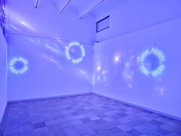 Sempervivum Fondation Maeght, 2017 ©François Fernandez