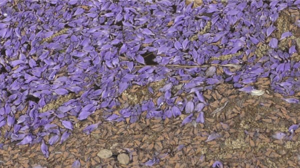 Jennifer DOUZENEL, Pétales, 2020, Vidéo 5'04” (muet en boucle). Courtesy de l'artiste et de la galerie Catherine Issert