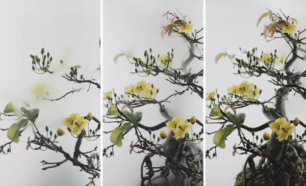 Wu Chi-Tsung "Still Life 014 - Yellow Mai Flower"