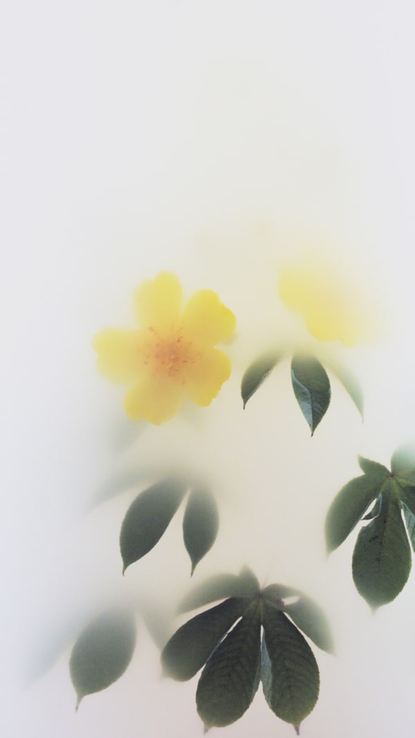 Wu Chi-Tsung Still Life 012 - Buttercup Tree (2019) Single-Channel Video, 1920 x 1080 FullHD Mpeg2 Duration: 00;06;57