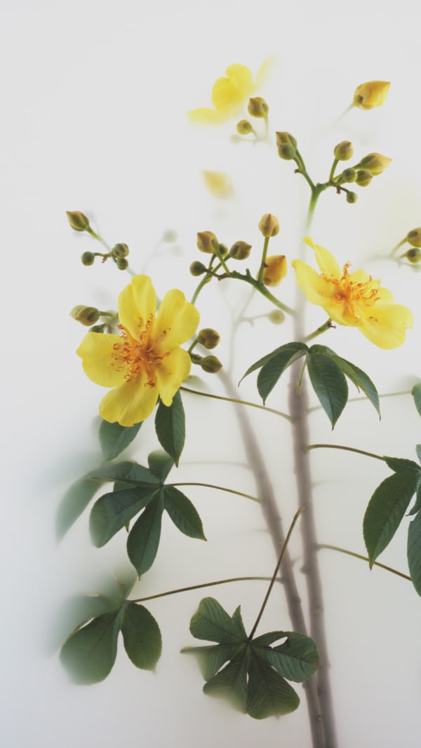 Wu Chi-Tsung Still Life 012 - Buttercup Tree (2019) Single-Channel Video, 1920 x 1080 FullHD Mpeg2 Duration: 00;06;57