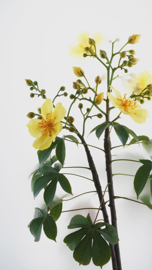Wu Chi-Tsung Still Life 012 - Buttercup Tree (2019) Single-Channel Video, 1920 x 1080 FullHD Mpeg2 Duration: 00;06;57