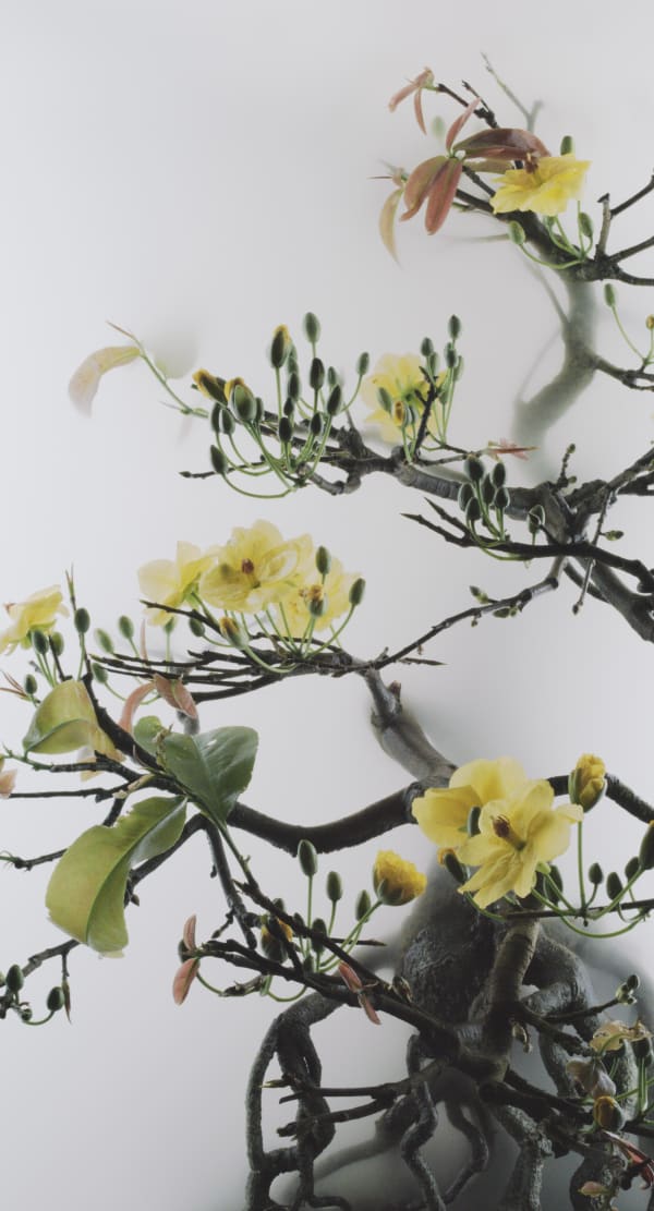 Wu Chi-Tsung Still Life 014 - Yellow Mai Flower (2019) Single-Channel Video, 1920 x 1080 FullHD Mpeg2 Duration: 00;06;56