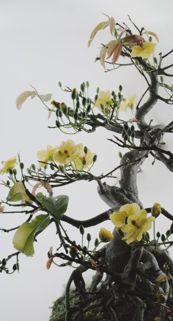 Wu Chi-Tsung Still Life 014 - Yellow Mai Flower (2019) Single-Channel Video, 1920 x 1080 FullHD Mpeg2 Duration: 00;06;56
