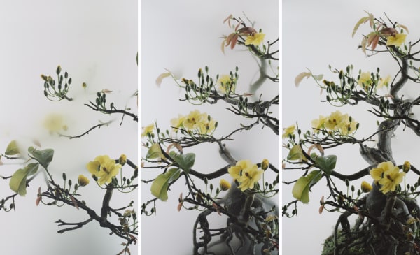 Still Life 014 - Yellow Mai Flower, 2020
