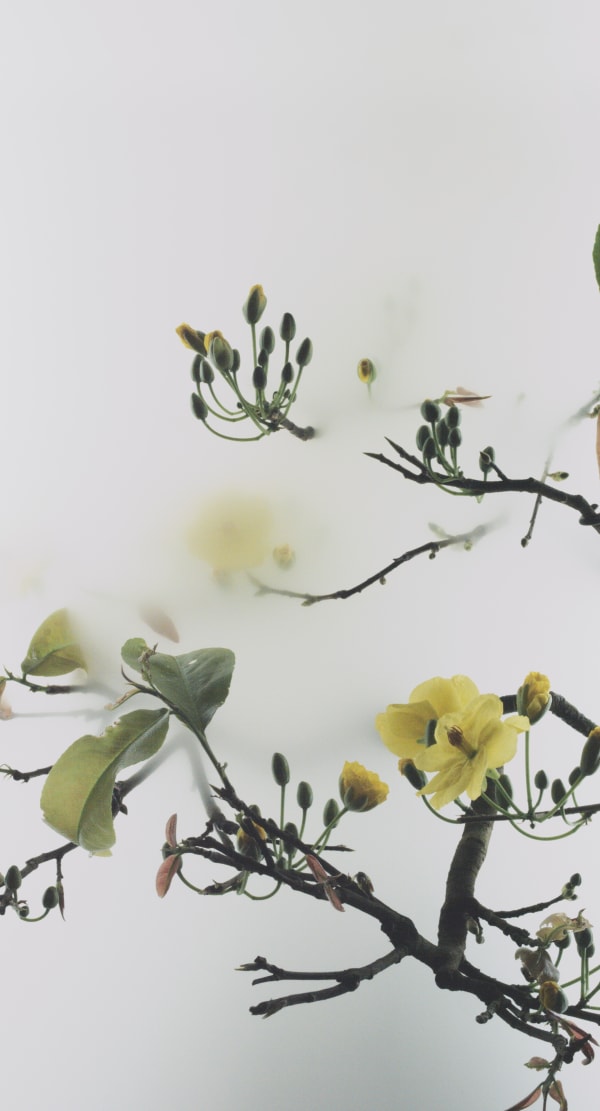 Still Life 014 - Yellow Mai Flower, 2020