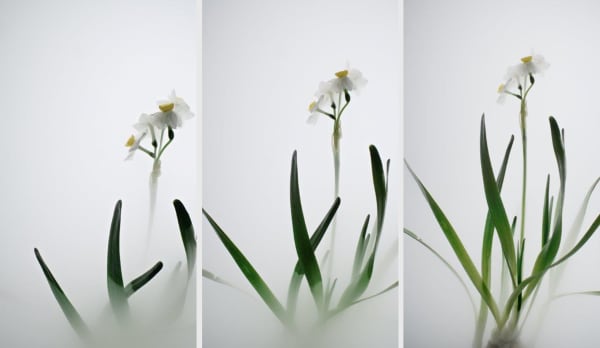 Still Life 007 - Daffodil, 2018