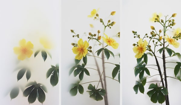 Still Life 012 – Buttercup Tree, 2019