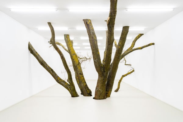 ISOLATION (BAUMMITTEN) - Fabian Knecht, SpiegelArche, 2021, Rastenberg, (DE)