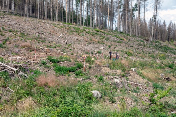 Making of "Isolation (Waldstück)"_FabianKnecht_2022 © Courtesy of the artist