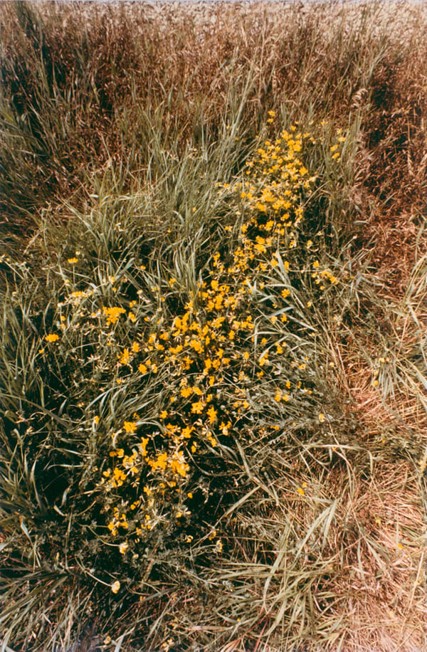 Ana Mendieta Untitled: Silueta Series, 1979 Lifetime color photograph 20 x 13.25 inches (50.8 x 33.7 cm)