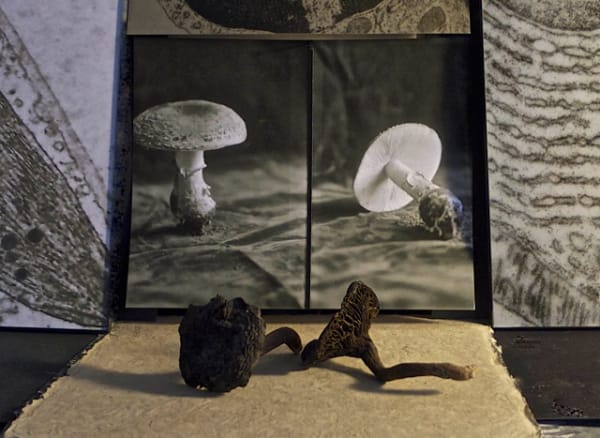 Michelle Stuart, Theatre of Memory: Photographic Works, The Bronx Museum of the Arts, New York, New York