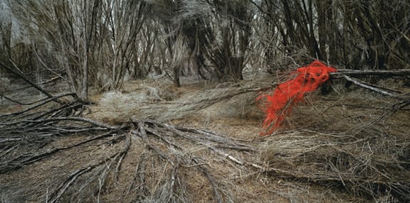 The New York Times, Rosemary Laing: 'Weather'