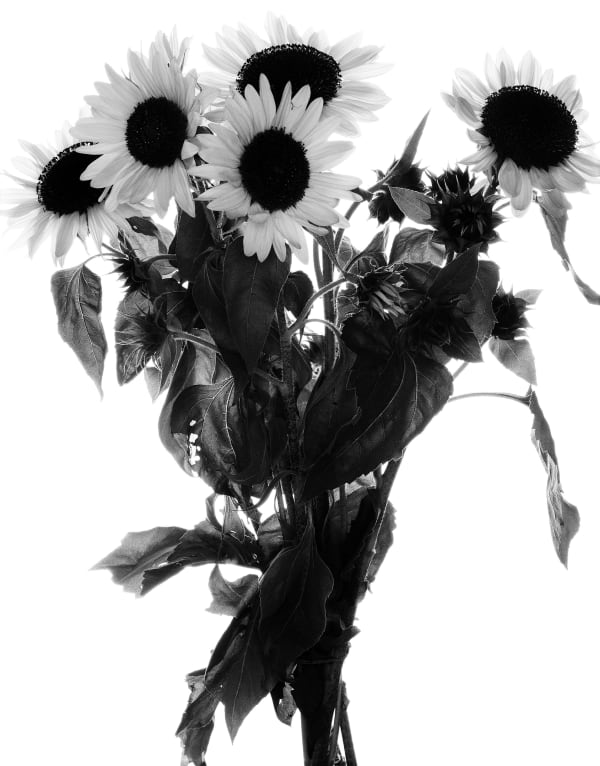 Valérie Belin , Sans-titre (série Fleurs), 1998