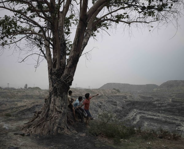 Luc Delahaye , The Tree, 2013