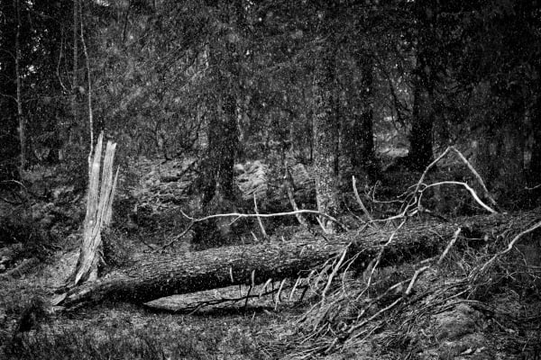 Dsc 2196 Avec Accentuation Bruit